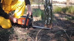 Best Tree Maintenance Programs  in Burr Ridge, IL