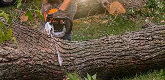 Best Tree Removal  in Burr Ridge, IL