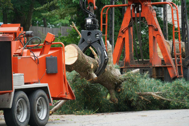 Trusted Burr Ridge, IL Tree Care  Experts